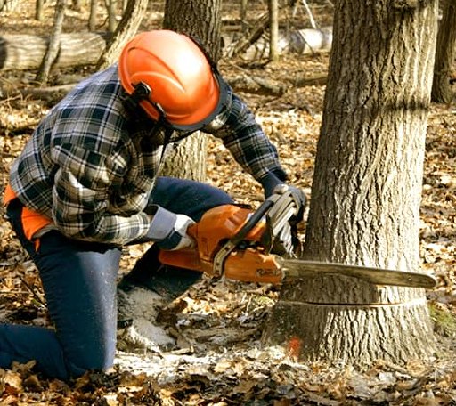 Tree Removal in Cisco, GA